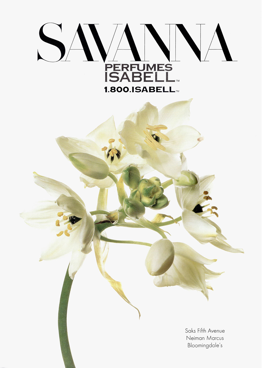 Advertising Still life Photographie Fotografie Studio Perfumes Isabel New York Savanna Blume Flower Orchid Orchidee Idris Kolodziej